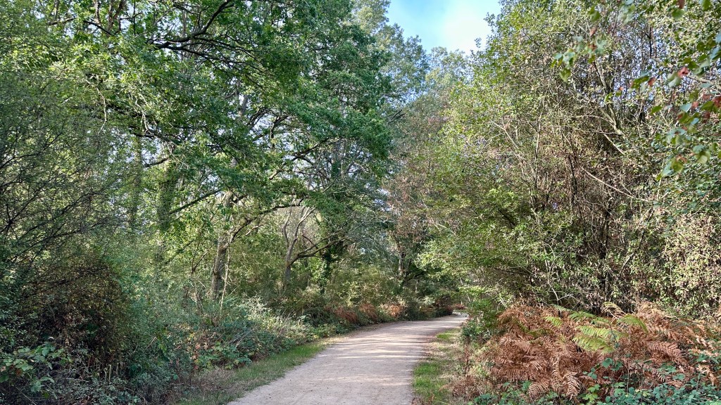 A winding dirt path curving through a dense forest lined with lush green foliage, tall trees, and patches of brownish-orange ferns along the ground.