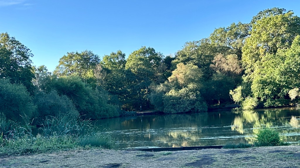 A scenic view of a quiet pond surrounded by dense green trees under a clear blue sky, with tall reeds in the foreground and tree reflections on the water's surface.