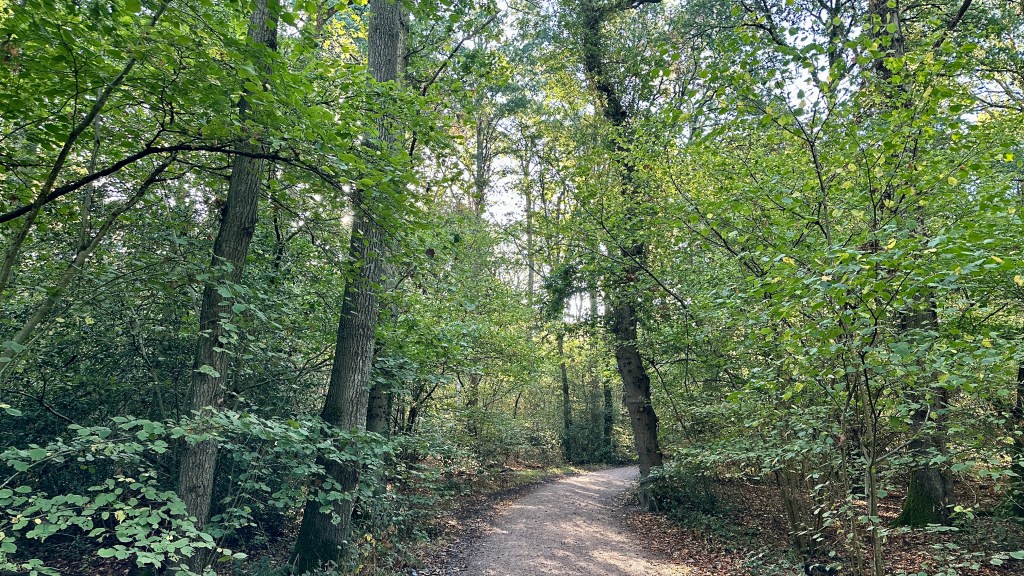 A dirt path curving through a dense green forest, flanked by tall tree trunks and leafy branches with sunlight filtering through the canopy.