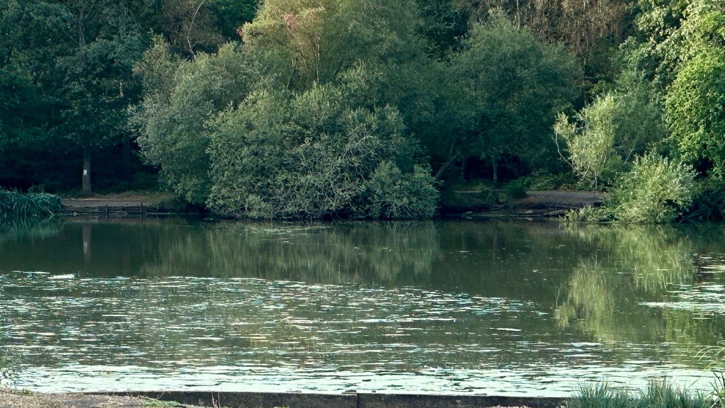 A tranquil, wide-angle view of a calm body of water surrounded by dense, lush green forest. The foreground features gentle, shimmering ripples across the surface of the dark water, which reflects the surrounding trees and foliage. A low wooden border runs along the bottom edge of the frame. In the background, thick foliage and leafy trees of varying shades of green frame the far side of the pond, creating a peaceful, natural woodland scene under soft lighting.