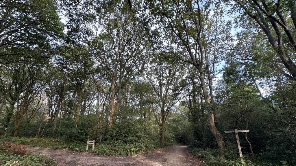 A wide-angle, low-angle shot of a woodland trail junction enveloped by a dense canopy of tall, leafy deciduous trees reaching up toward a pale sky. A dirt path branches off in different directions through the forest ground, bordered by thick undergrowth and bushes. On the right side of the main path, a wooden signpost stands near a prominent tree trunk, with additional small wooden posts visible along the edge of the path to the left. Sunlight filters through the overhead branches, casting soft shadows across the earthy ground.