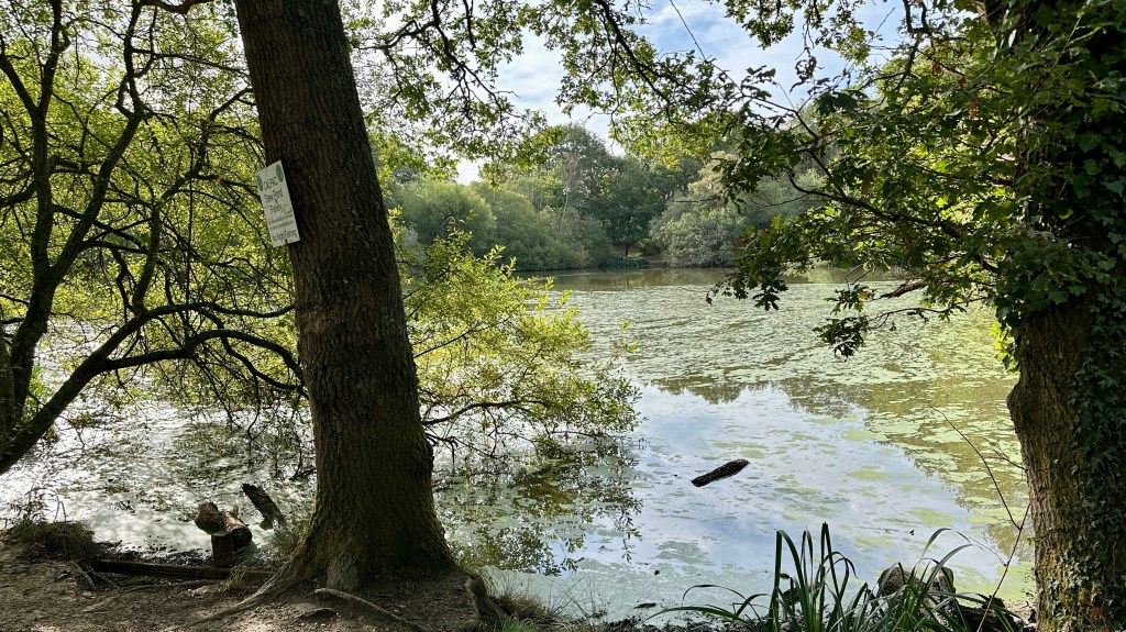 A scenic, daytime view looking through dark tree trunks out toward a quiet pond shrouded in light algae or duckweed. A prominent, thick tree trunk sits in the left foreground with a small white informational sign attached to its bark. Leaves and spreading branches frame the top and sides of the view, revealing a calm body of water with gentle reflections of surrounding green forest under a bright, partly cloudy sky.