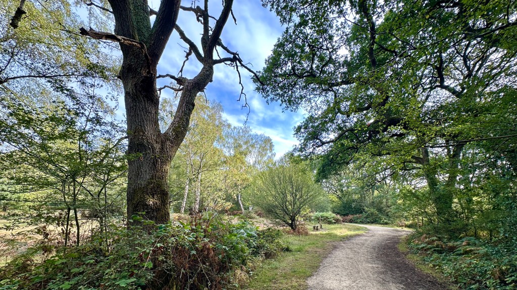 Image 5
A low-angle, outdoor shot featuring a winding dirt path meandering through a sunlit woodland clearing. On the left foreground stands a prominent, mature tree with rough bark, its bare upper branches stretching into a bright blue sky filled with faint, wispy clouds. Lush green leaves, bushes, and ferns line both sides of the path, while full, leafy green trees form a dense canopy overhead on the right, framing the open trail as it curves gently toward the background.