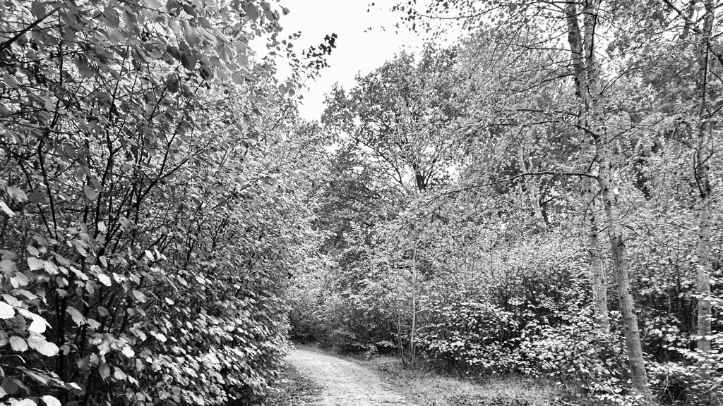 Detailed: A black and white photograph of a dirt trail bending sharply to the left as it passes through a thick forest. Tall birch trees stand on the right, and dense foliage lines both sides of the shaded pathway.