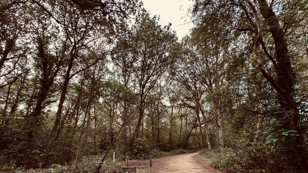 A wide-angle eye-level photograph of a broad, well-compacted dirt trail curving gently through a dense forest. Tall, mature deciduous trees line both sides of the path, their branches reaching up to form a high, leafy canopy that filters the soft morning light. The trail surface is light brown, smooth, and clear of large debris. Near the bottom center of the frame, small wooden posts line the edge of the path where it meets the surrounding greenery.