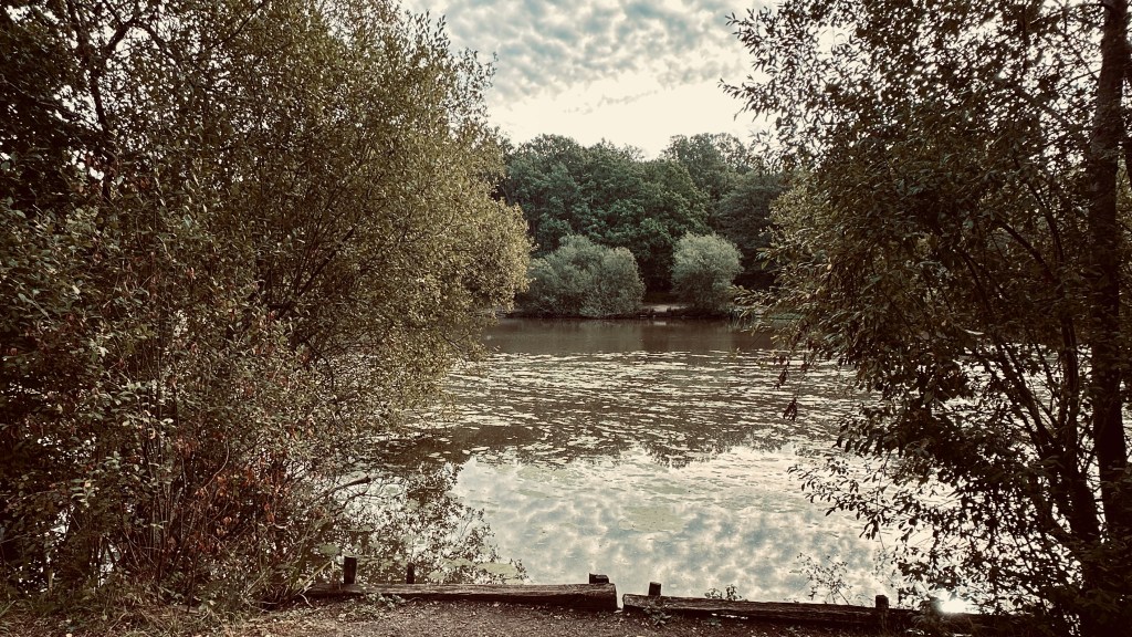 A framed view of a still body of water looking out from between two large, leafy bushes. At the bottom of the frame, low wooden retaining logs line the edge of the bank. Beyond the bank, the water reflects the overcast, cloud-patterned sky above. The far shore is bordered by a thick line of green trees, creating a quiet, enclosed woodland atmosphere.