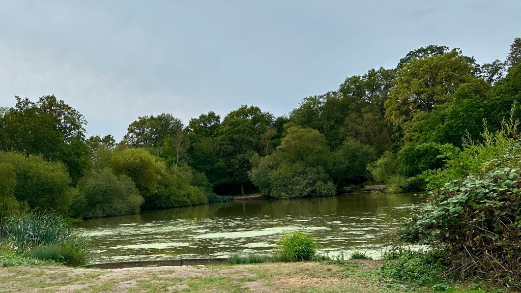 Alt text: A tranquil woodland pond surrounded by dense green trees under an overcast sky. Light green duckweed covers parts of the water's surface, bordered by reeds and wild bushes in the foreground.