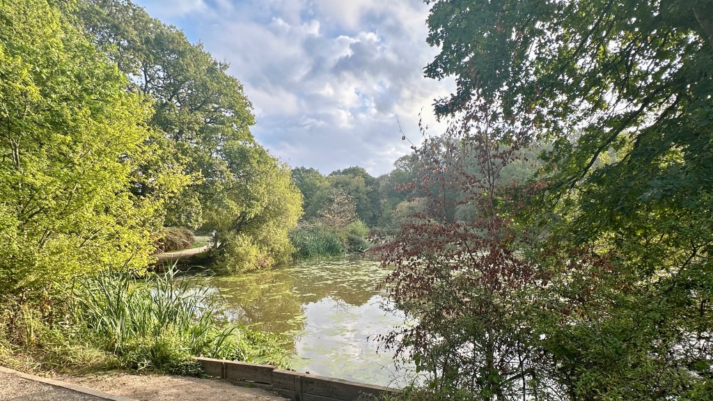 Alt text: A view of a tranquil trail pond framed by overhanging tree branches with reddish-brown leaves and vibrant green foliage. The calm water reflects the soft sky and surrounding forest.