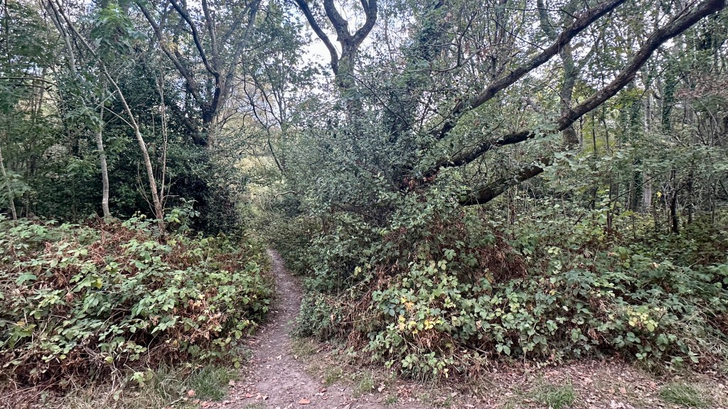 Alt text: A narrow dirt walking path winding through dense forest woods. Overgrown bushes and tall trees with leaning branches surround the quiet trail.