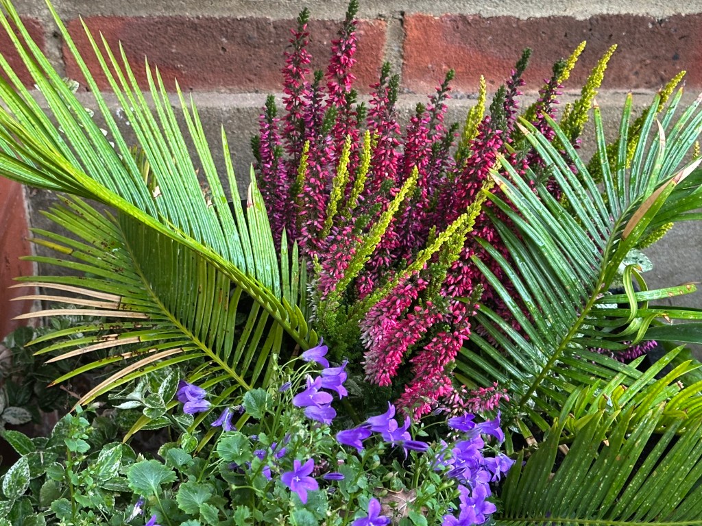 Alt text: Close-up of a container plant arrangement placed against a weathered brick wall. In the center, upright heather displays vibrant magenta-pink and lime-green flowering stems. Bright green fan-like palm fronds frame the arrangement on the sides, while delicate blue-purple bellflowers blossom at the bottom amidst green foliage.
