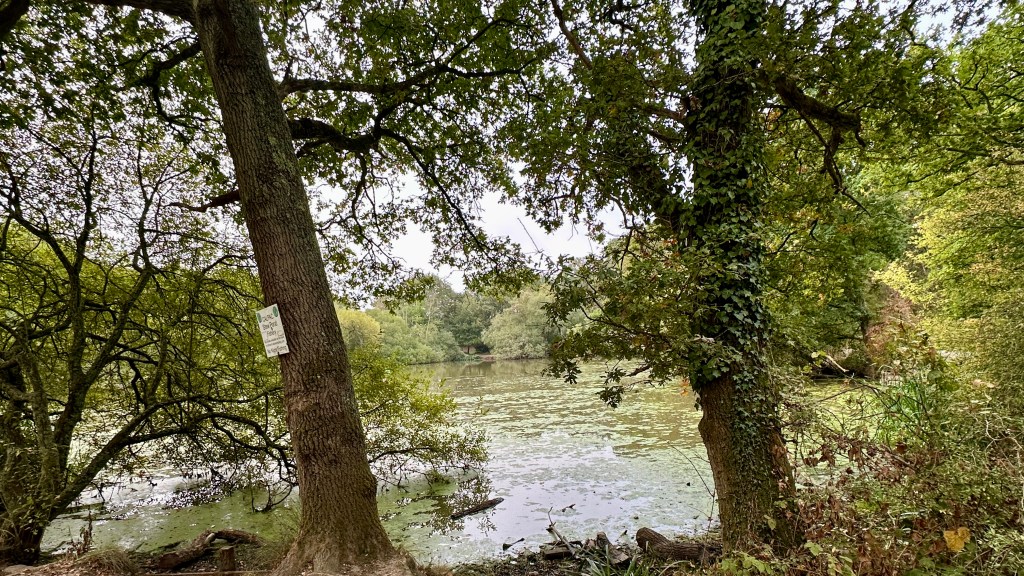 A scenic view looking through large, mature oak trees toward a calm, serene pond partially covered in green duckweed. One tree in the foreground features ivy wrapped around its trunk, while a small white sign is posted on the tree to the left, framed by thick forest foliage and lush greenery.