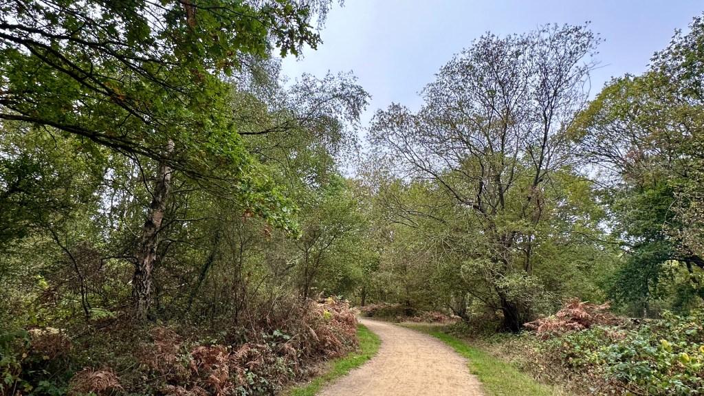 A clean, light-brown dirt path winding gently through a dense woodland setting, bordered by grassy banks and patches of golden-brown autumn ferns. Overhead, tall leafy trees arch over the trail, letting soft natural light filter through the forest canopy.